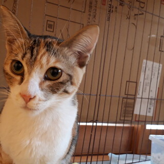 4.5ヶ月の子猫ちゃん