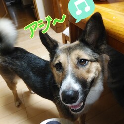 「琳　秋を味わう」サムネイル3