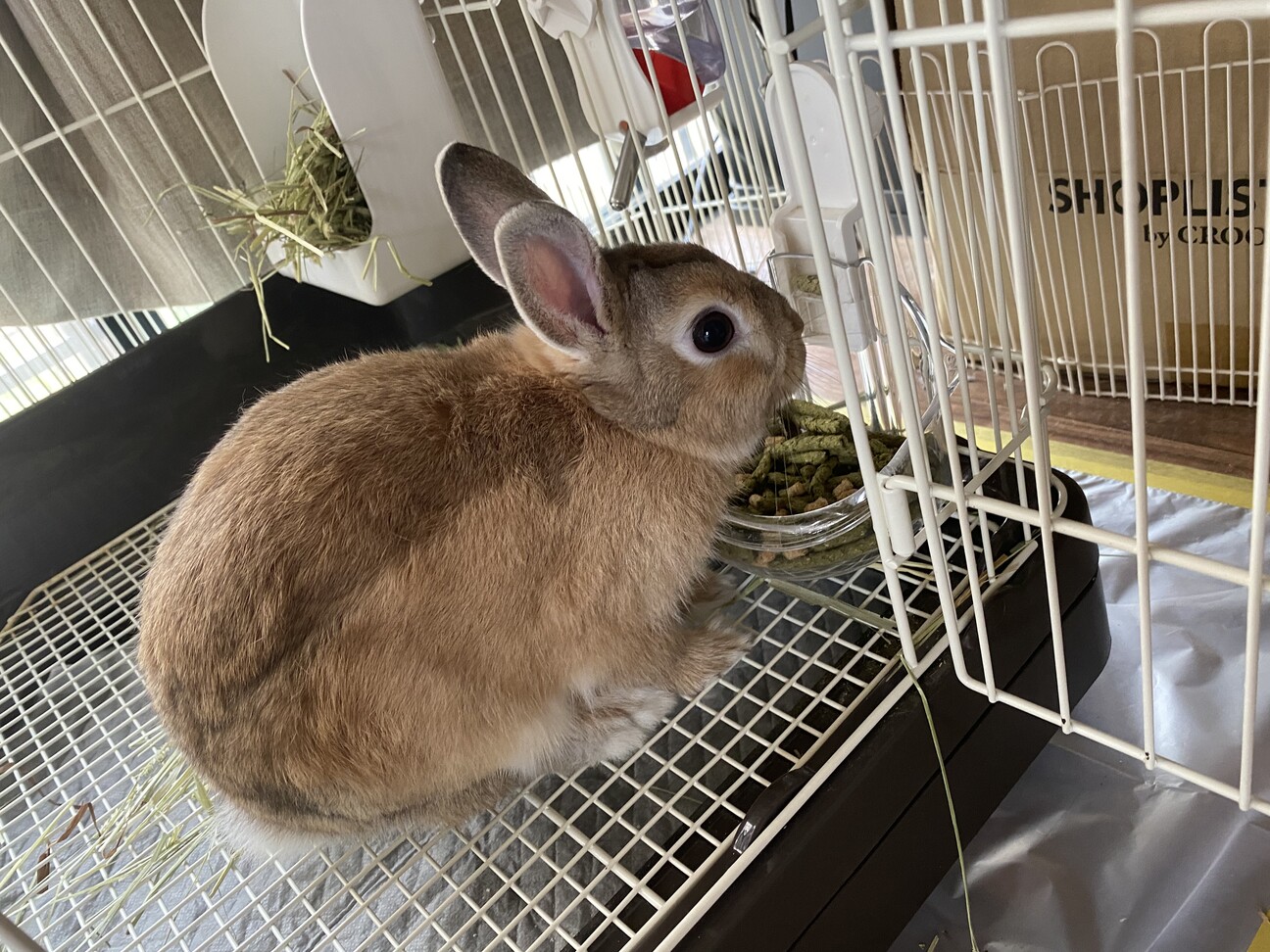 オスのうさぎ 新潟県 小動物の里親募集 3866 ペットのおうち 月間利用者150万人