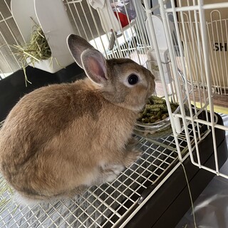 オスのうさぎ