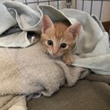 茶トラの女の子　子猫　1.5ヶ月