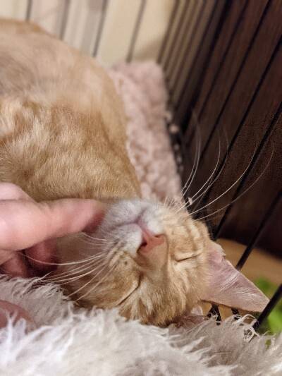 へそてん しっぽで返事 大阪府 猫の里親募集 ペットのおうち 月間利用者150万人