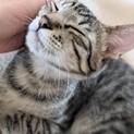 なぜなぜ　大好きな　人望熱い猫　じゃがじゃがちゃん