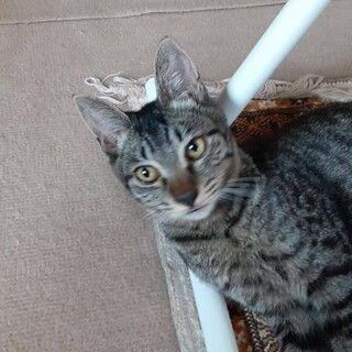 人慣れ抜群！イケメン猫くん！