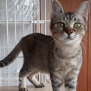 人慣れ抜群美人猫ちゃん！