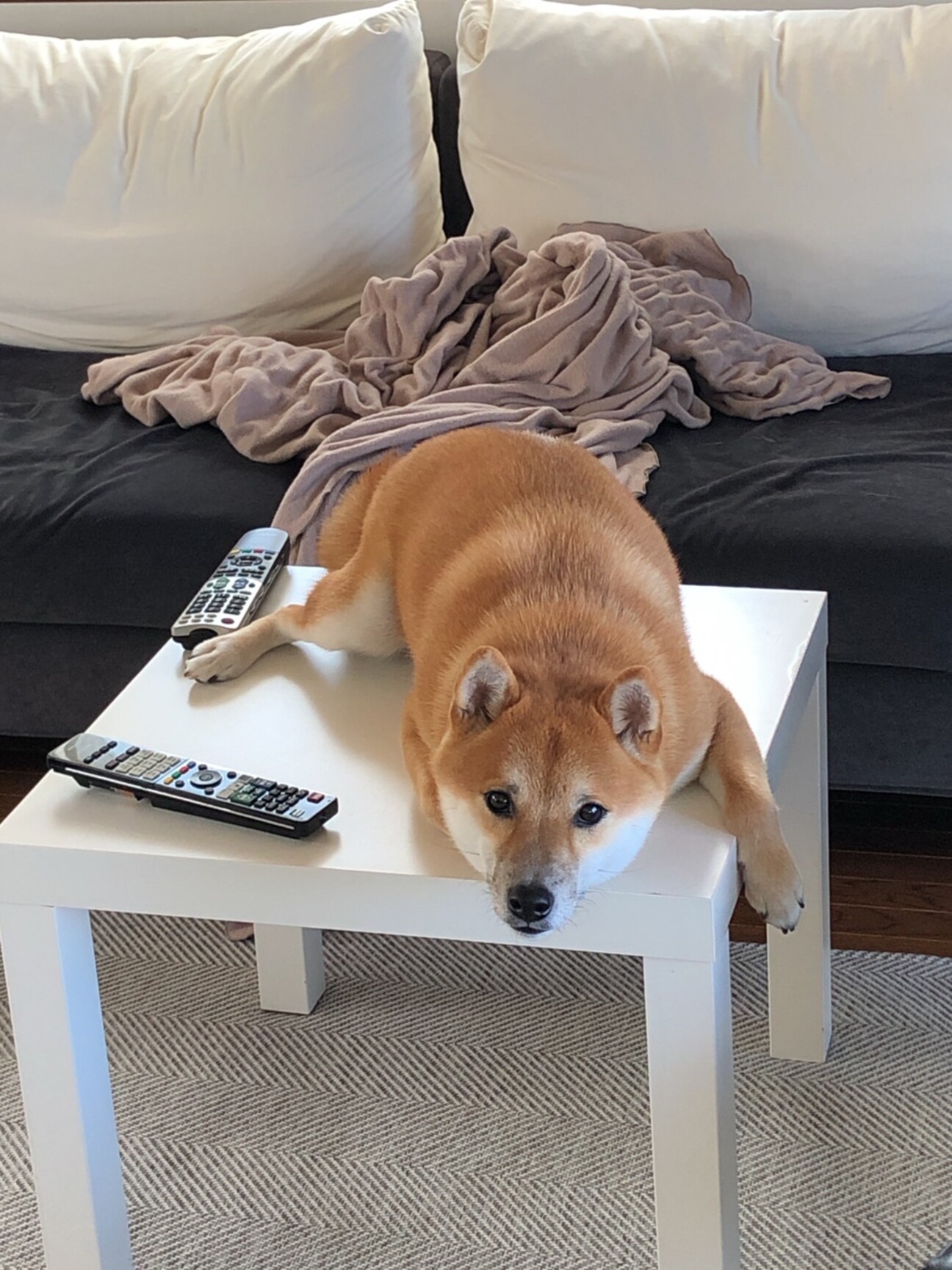 柴犬 本気で噛み付く子 兵庫県 犬の里親募集 ペットのおうち 月間利用者150万人