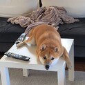 【柴犬】本気で噛み付く子です。普段は優しいです。