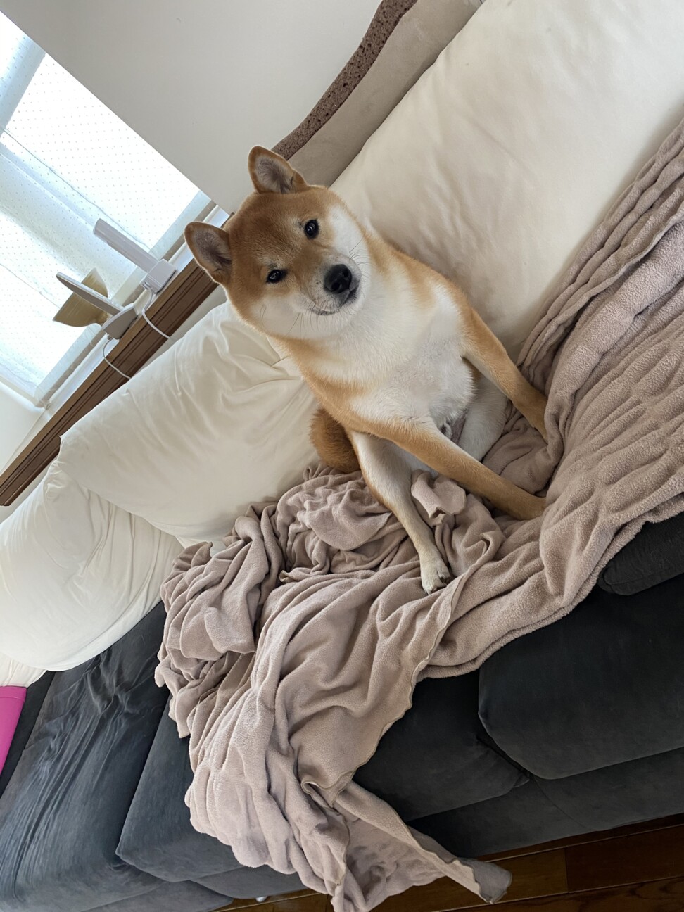 柴犬 本気で噛み付く子 兵庫県 犬の里親募集 ペットのおうち 月間利用者150万人 柴犬 本気で噛み付く子 兵庫県 犬の里親募集 ペットのおうち 月間利用者150万人
