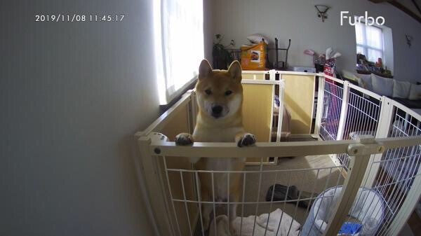 柴犬 本気で噛み付く子 兵庫県 犬の里親募集 ペットのおうち 月間利用者150万人