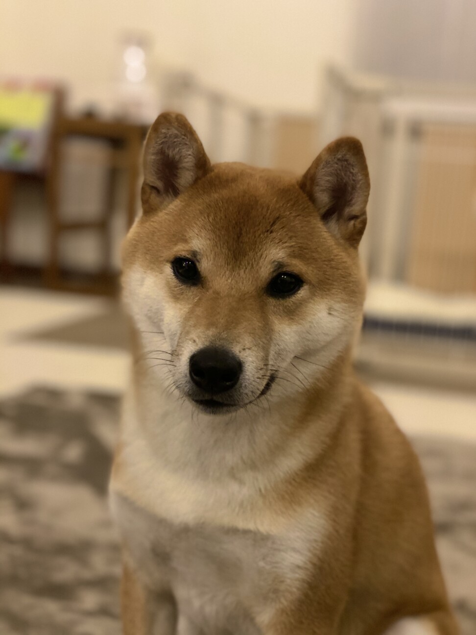 柴犬 本気で噛み付く子 兵庫県 犬の里親募集 ペットのおうち 月間利用者150万人 柴犬 本気で噛み付く子 兵庫県 犬の里親募集 ペットのおうち 月間利用者150万人