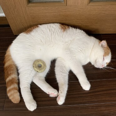 やらせのようにみえますがみず君が自分でそこへドーナツを置き寝ています^^;