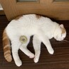 やらせのようにみえますがみず君が自分でそこへドーナツを置き寝ています^^;