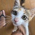 ６ヶ月ぐらいのメスの子猫