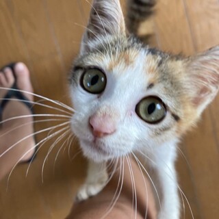 ６ヶ月ぐらいのメスの子猫