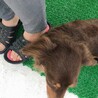 ダックスフンド　チコちゃん　♀ 6才　 サムネイル4