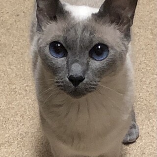 シャム女の子2匹&ラグドールの男の子