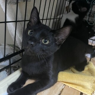 ☆懐っこい黒猫男子・4ヶ月半♂☆