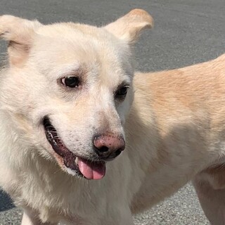 【動画必見!!】多頭飼育崩壊からのバターくん