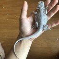 フトアゴヒゲトカゲ