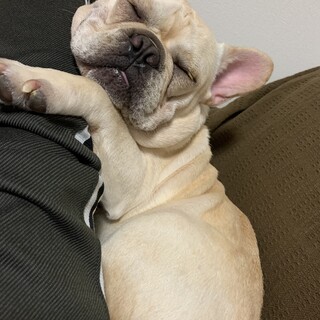 応募殺到中の為一時停止中