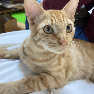 茶トラのジェリー