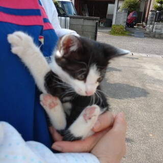 人懐こくて元気な子猫(性別不明)