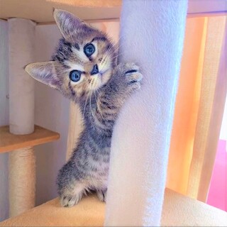 可愛い元気なキジ子猫❣❣
