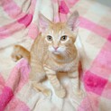 甘えっ子＆穏やか　茶トラ男子　先住猫OK