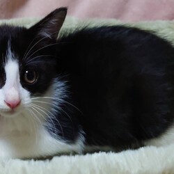 保護ねこのmini譲渡会