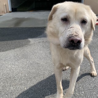 多頭飼育崩壊からの男の子【仮名　パンくん】