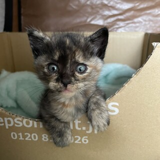 ハイスペック　ちっサビちゃん