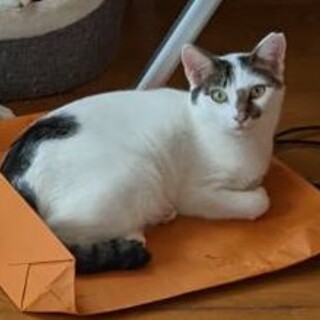 超ビビリのソフィー