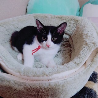 ハチワレ兄妹☆ツンデレ女子のカエちゃん♡