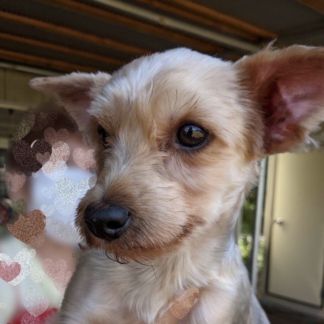 苫小牧 とまこまい だん 埼玉県 犬の里親募集 ペットのおうち 月間利用者150万人