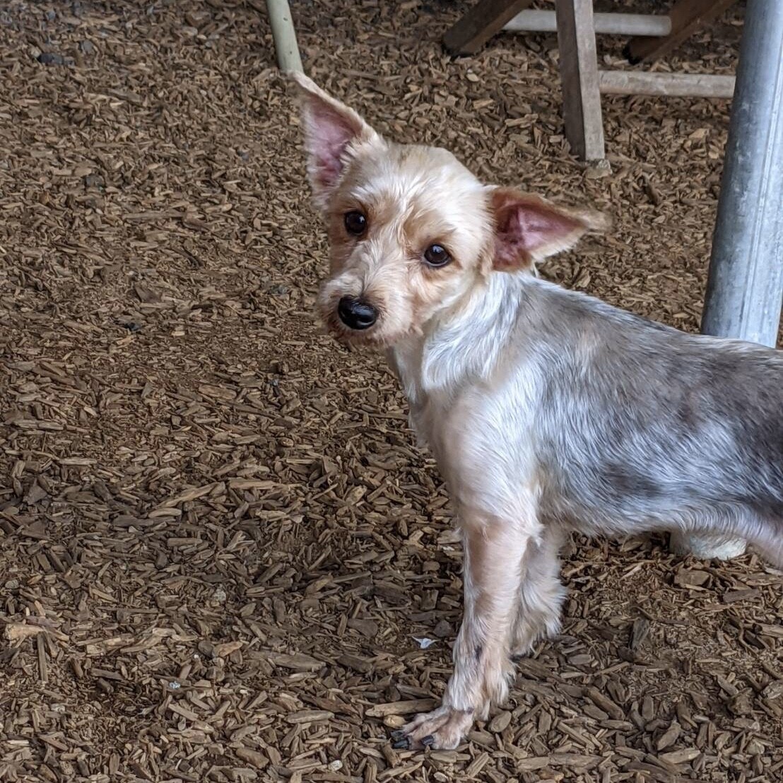 苫小牧 とまこまい だん 埼玉県 犬の里親募集 ペットのおうち 月間利用者150万人