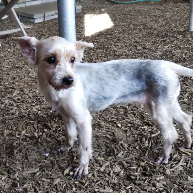 苫小牧 とまこまい だん 埼玉県 犬の里親募集 ペットのおうち 月間利用者150万人