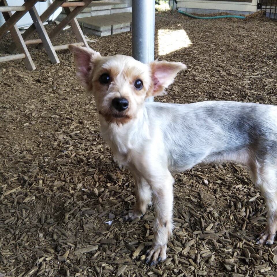 苫小牧 とまこまい だん 埼玉県 犬の里親募集 ペットのおうち 月間利用者150万人