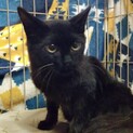 【里親さん決定】ちびっ子の長毛黒猫ちゃん♂