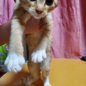 6月19日産まれの仔猫メス