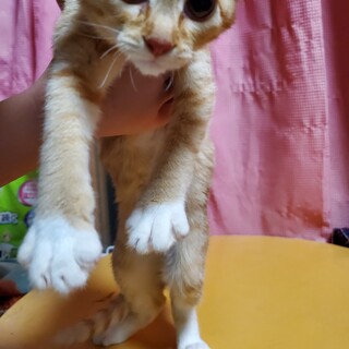 6月19日産まれの仔猫メス