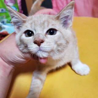 6月19日産まれ仔猫オス