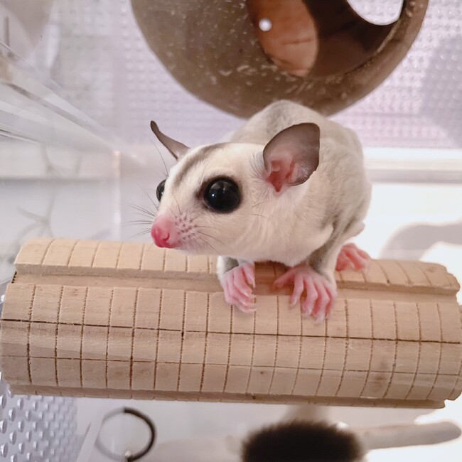 あっきーとんのカバー写真
