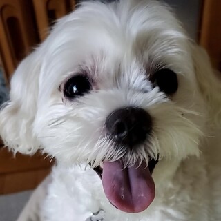 お腹を見せて甘やかして♡アピールします！パルムくん