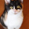 三毛猫 イコロちゃん 里親様募集♡