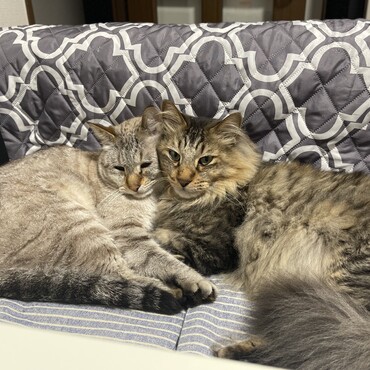 しらたまの写真