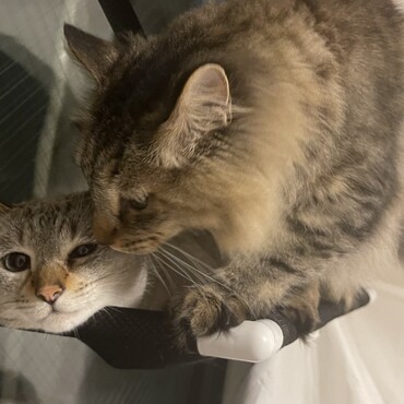 しらたまの写真