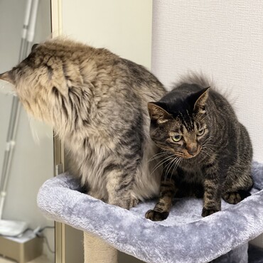まゆげの写真