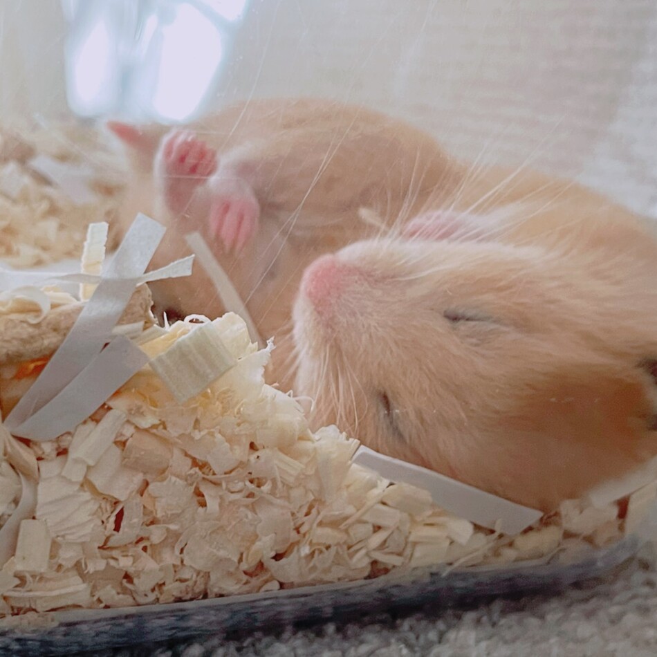 伊藤のカバー写真