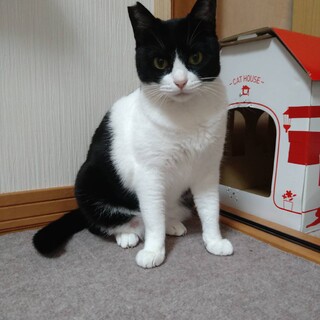 5歳　白黒ハチワレ猫　人大好き　ふーちゃん