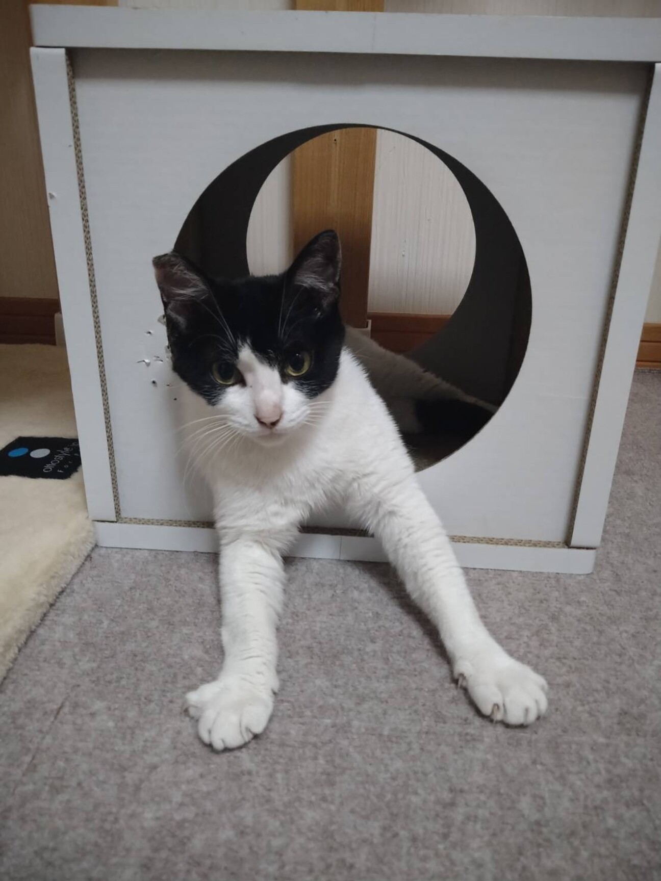 3歳8ヶ月 白黒ハチワレ」大阪府 - 猫の里親募集(386274) 1枚目の